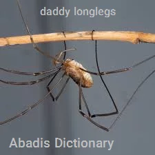 daddy longlegs